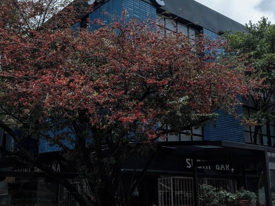 Un edificio con un cartel grande que dice '50Q' y un árbol de hojas rojas al frente.