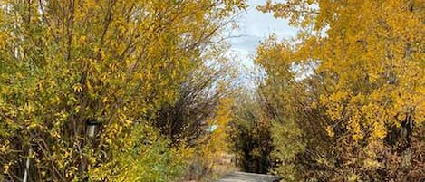 A wooden boardwalk through a wooded area with yellow foliage.
