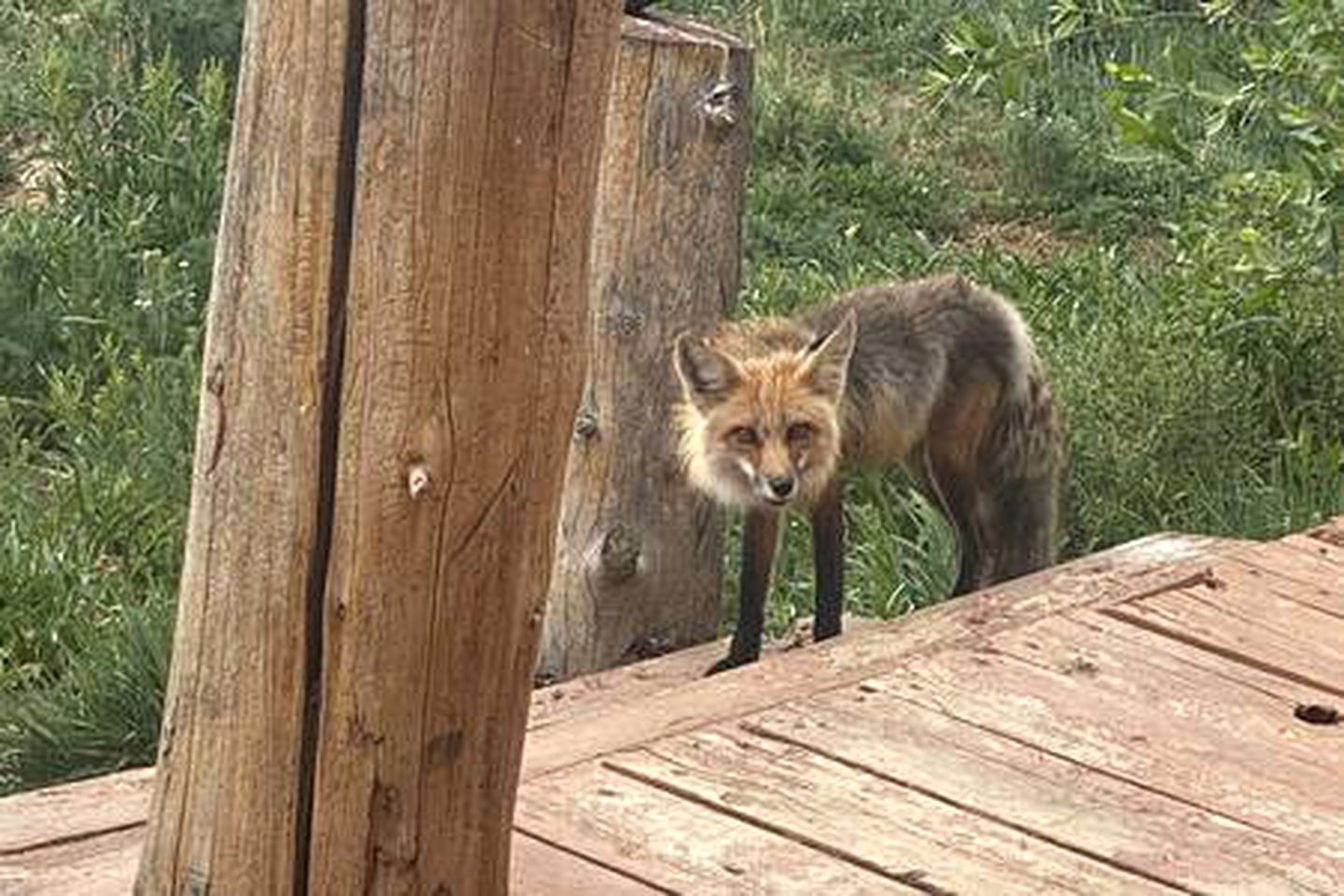 Une terrasse en bois sur laquelle se tient un renard.