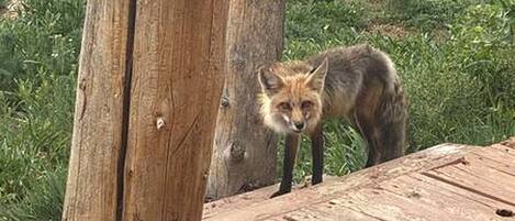 Une terrasse en bois sur laquelle se tient un renard.