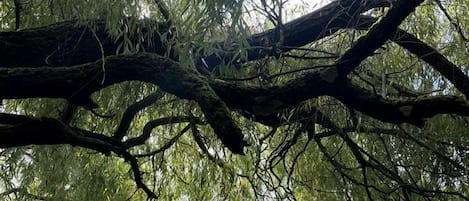 Ein dichter Wald mit einem umgestürzten Baum im Vordergrund.