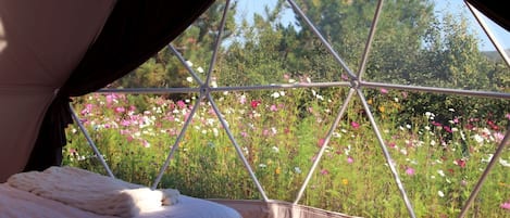 A tent with a bed inside, a window with a view of a field of flowers.