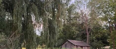 Un jardin avec un grand arbre, des fleurs jaunes et une structure en bois.
