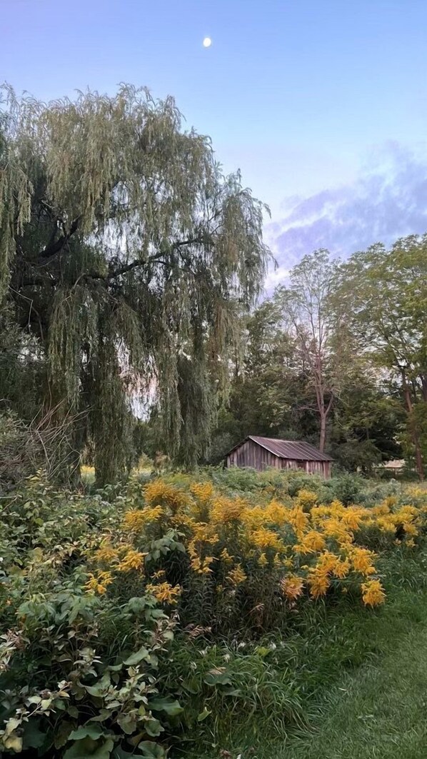 A garden with a large tree, yellow flowers, and a wooden structure.