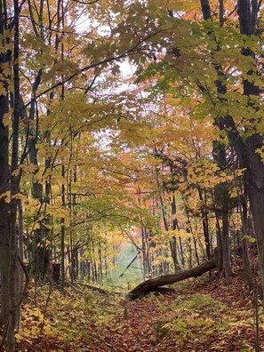 A forest with trees and a fallen log. - Romantic Stargazing Retreat: Bell Tent for Couples in Michigan's Dream Destination (Boyne Falls)