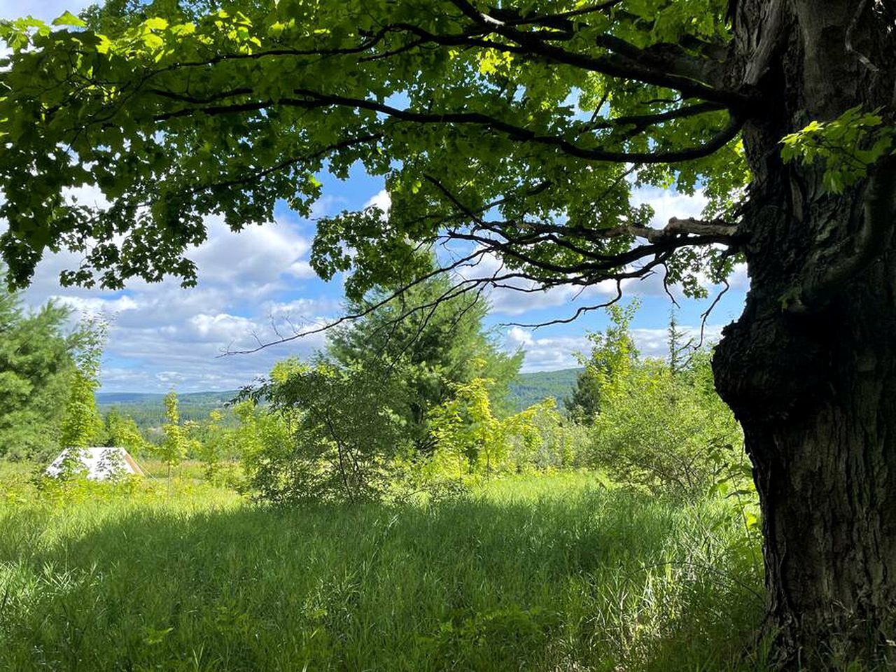 A natural landscape with a tree, grass, and distant hills.