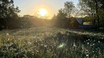 Um campo com grama alta e margaridas sob um céu claro, com o sol baixo no horizonte.