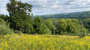 A field of yellow flowers with trees in the background. - Romantic Stargazing Retreat: Bell Tent for Couples in Michigan's Dream Destination (Boyne Falls)