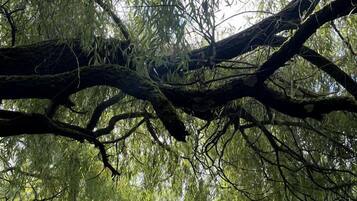 Uma floresta densa com uma árvore caída em primeiro plano.