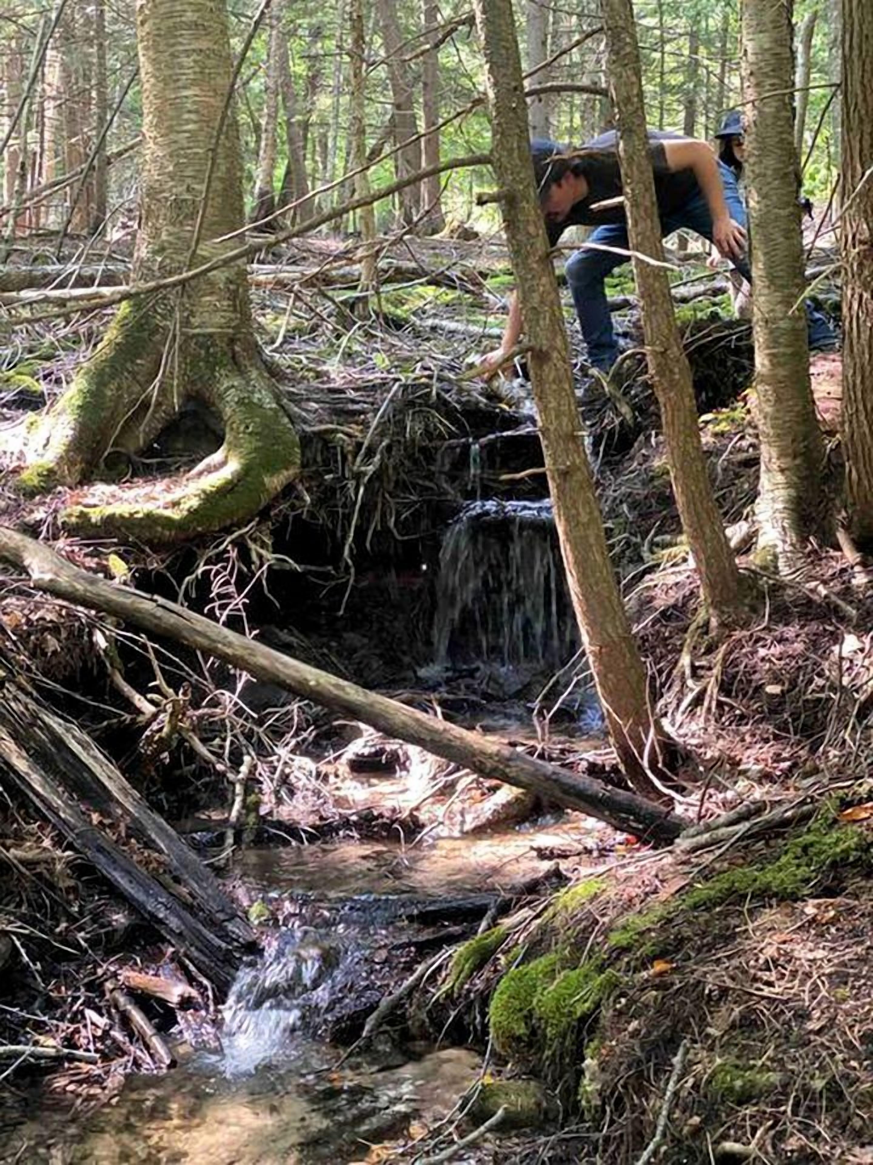 A forested area with a small stream, trees, and a person.