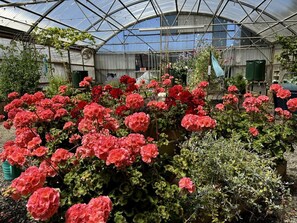Une serre où l’on cultive des plantes à fleurs rouges.