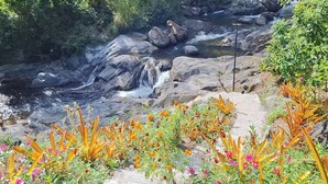 Un paisaje natural con un arroyo, rocas y plantas en flor.