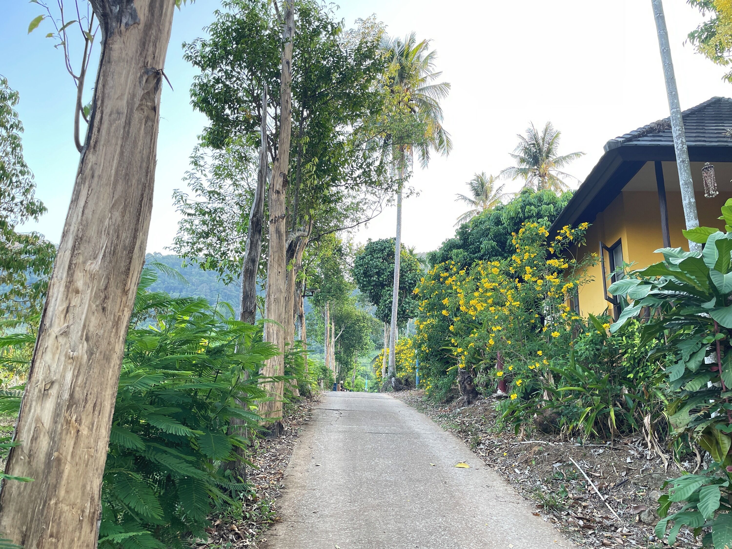 A narrow paved road flanked by lush greenery and a yellow building with a dark roof.
