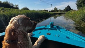 A dog on a boat with a calm waterway and greenery on both sides.