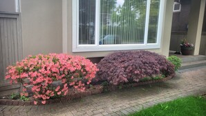 A house with a window, a pink flowering shrub, and a purple flowering shrub. - Sunshine Home Vancouver Near UBC/DT/YVR  Family-sized Studio (Vancouver)