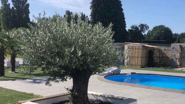 Une piscine avec une terrasse en bois, un arbre et une clôture en bambou en arrière-plan.