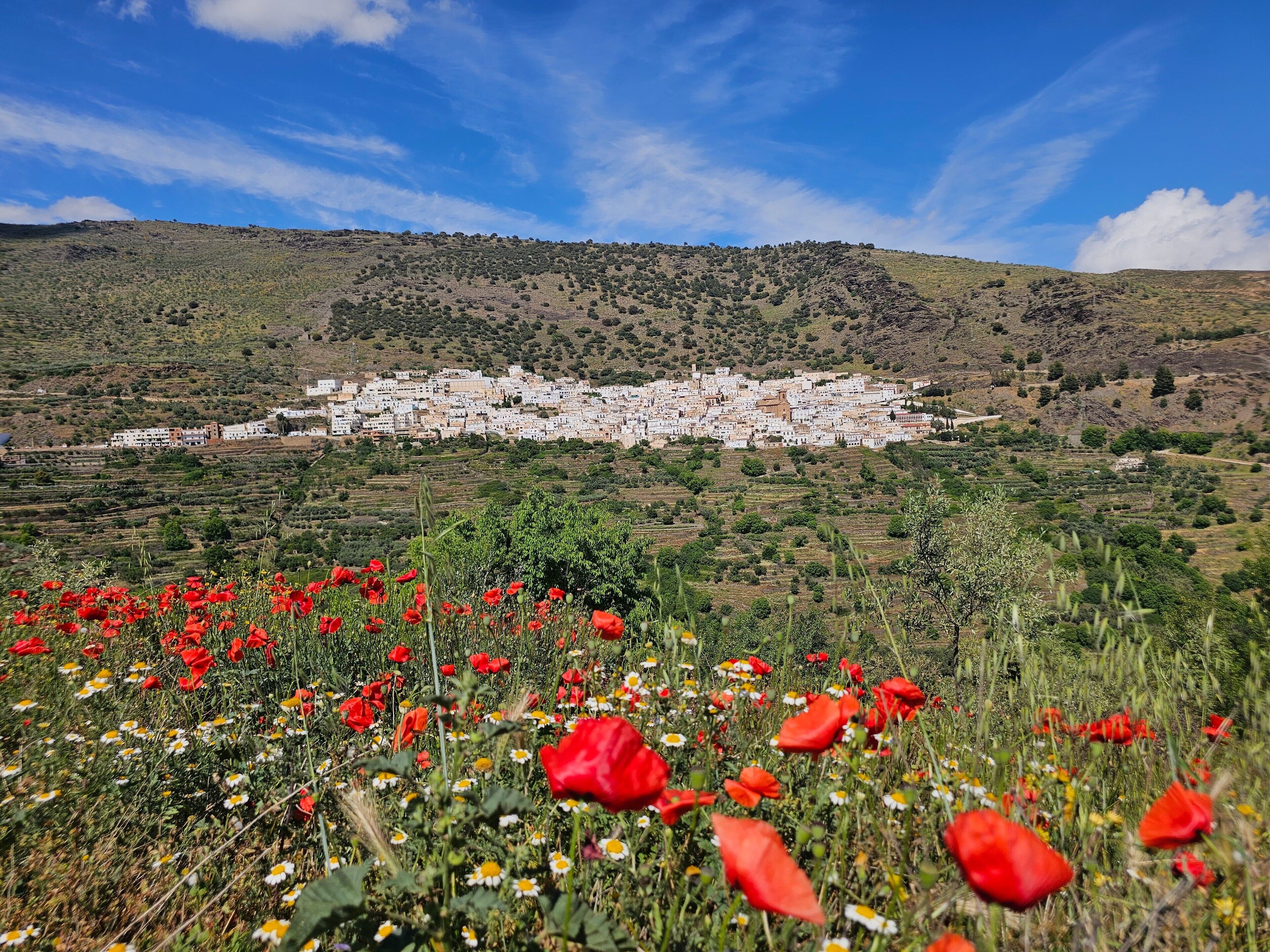 Un village aux bâtiments blancs, entouré de champs verdoyants et de fleurs rouges.