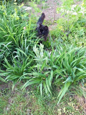 Front of property - LES JARDINS DE TREBIGUETTE (Ambon)