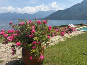 A potted plant with pink flowers, a grassy area, and a pool with lounge chairs. - Stately 400sqm VILLA direct LAKE ACCESS pool & botanical park. Full privacy. (Lenno)