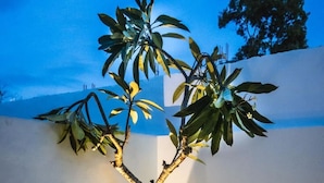 Un arbre bonsai dans un pot, avec une table et des tabourets à proximité.