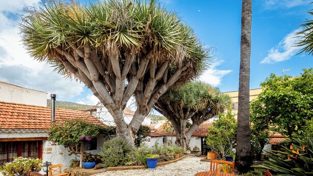 A courtyard with a large tree, a white building with a tiled roof, and potted plants. - Hotel Emblemático Duque de la Torre (Arona)