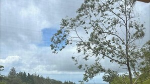 Un arbre d’où l’on a une vue dégagée sur la forêt environnante et les collines lointaines.