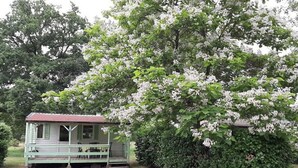 Une petite maison à un seul étage, dotée d’un porche et entourée d’une végétation luxuriante et de fleurs blanches en pleine floraison.