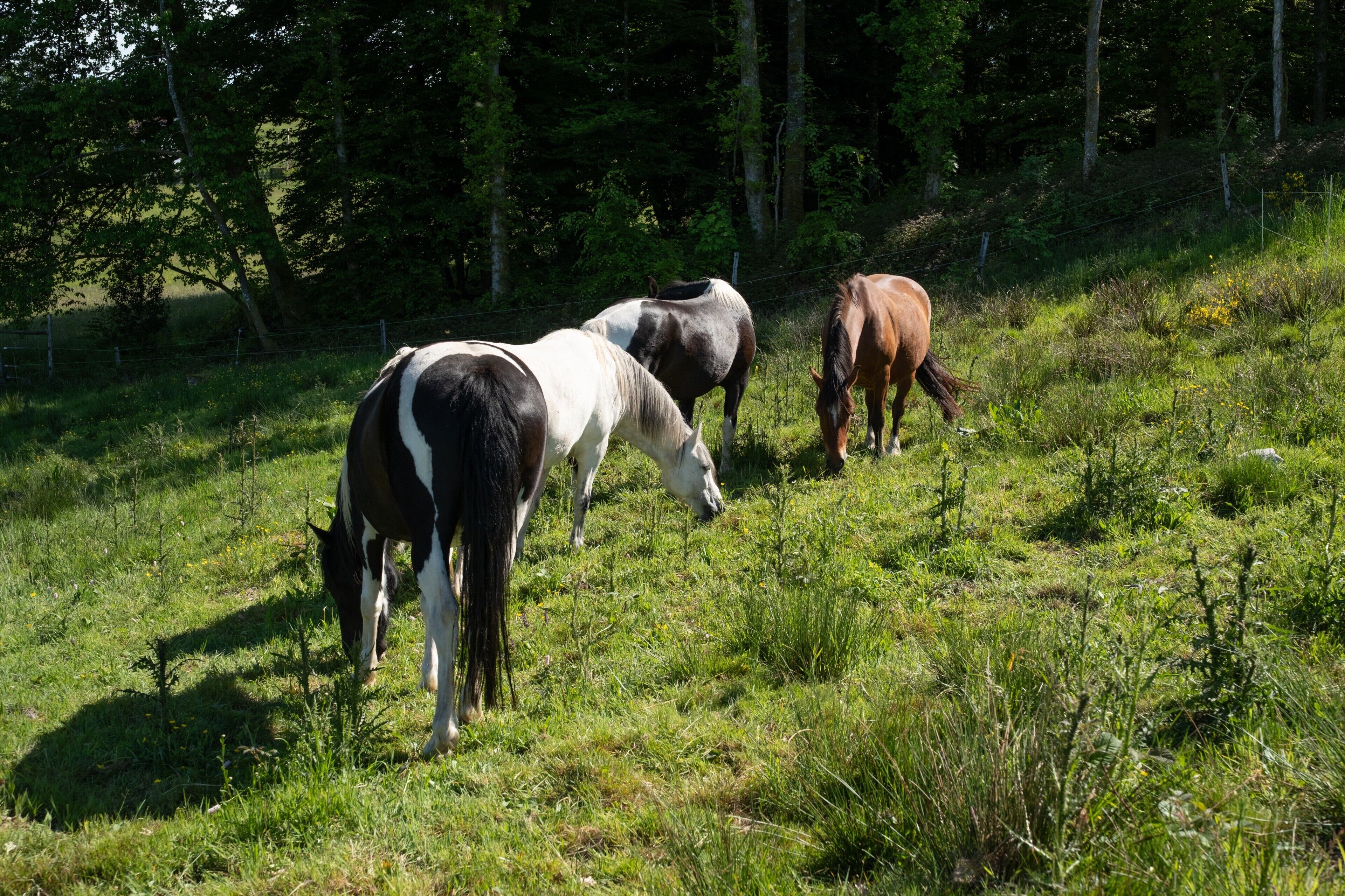Tres caballos pastan en un campo de hierba con árboles al fondo.