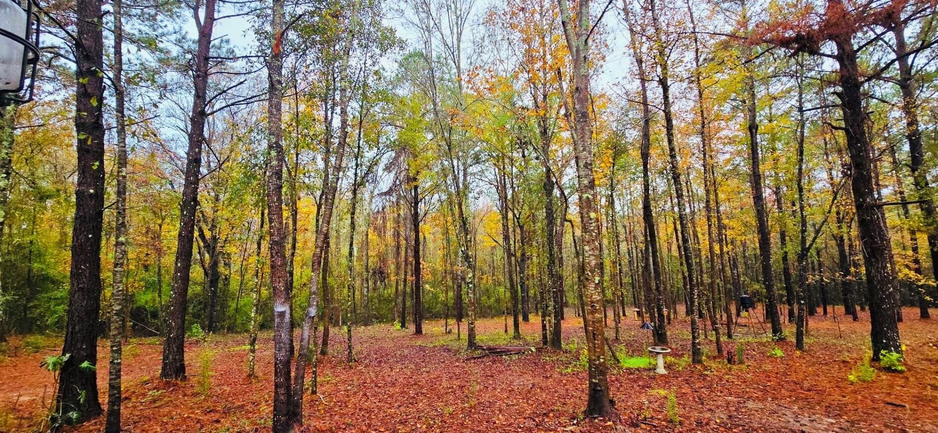 A forest with tall trees and a ground covered in fallen leaves.