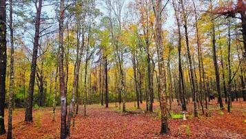 A forest with tall trees and a ground covered in fallen leaves.