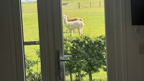 Una puerta con vistas a un campo cubierto de hierba y dos llamas.
