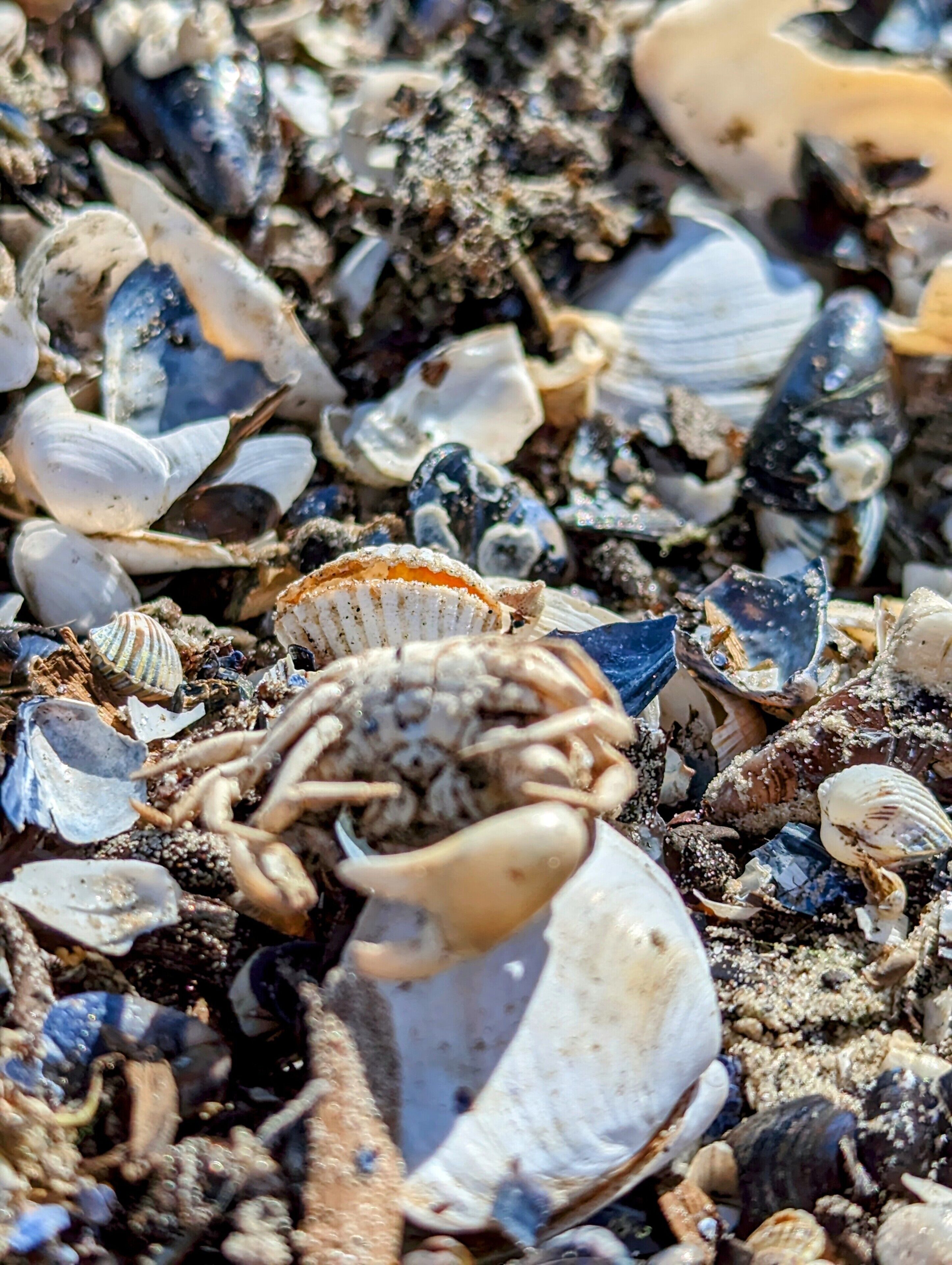 A collection of seashells and a crab on a rocky beach.