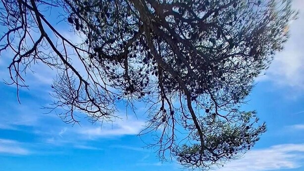 Paisaje costero con terreno rocoso, vegetación densa y una vista despejada del mar.