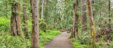 A forest path with tall trees and a wooden bridge.