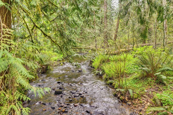 Un arroyo en un bosque con rocas y helechos.