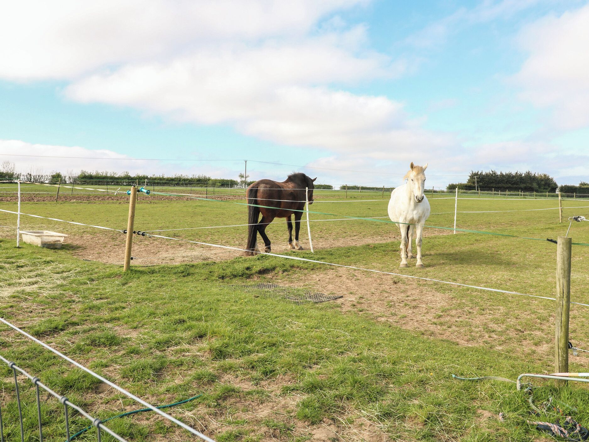 Uma área externa cercada com dois cavalos, um poste de madeira e uma mangueira verde.