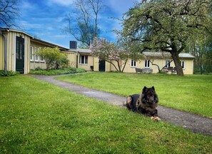 A dog lying on a path in a grassy area with buildings in the background. - Top location on the lake - Charming yellow bungalow with terrace & lake view (Neuruppin)