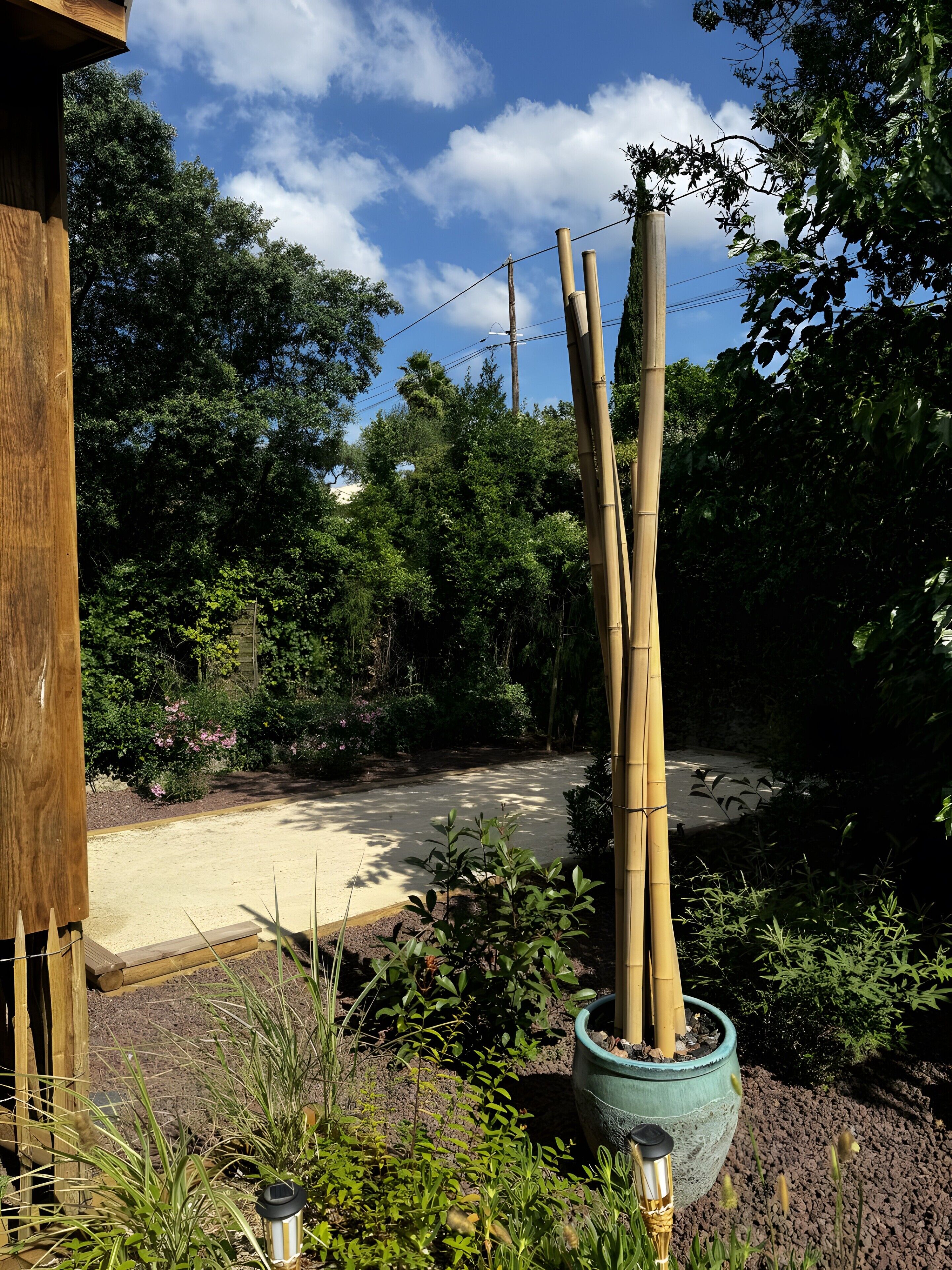 A garden with bamboo plants, a wooden structure, and a road in the background.