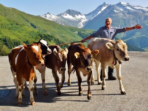 Un hombre guiando un grupo de vacas por un sendero pavimentado, con un paisaje montañoso al fondo.