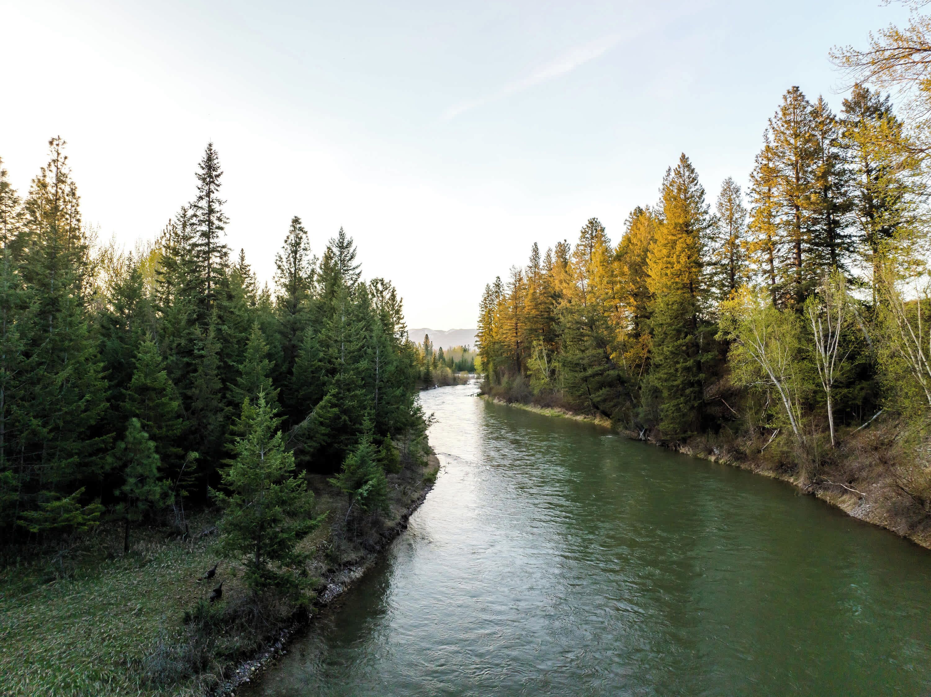 A river flanked by dense forests with a clear sky.