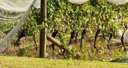 Room-frogs Pond Vineyards