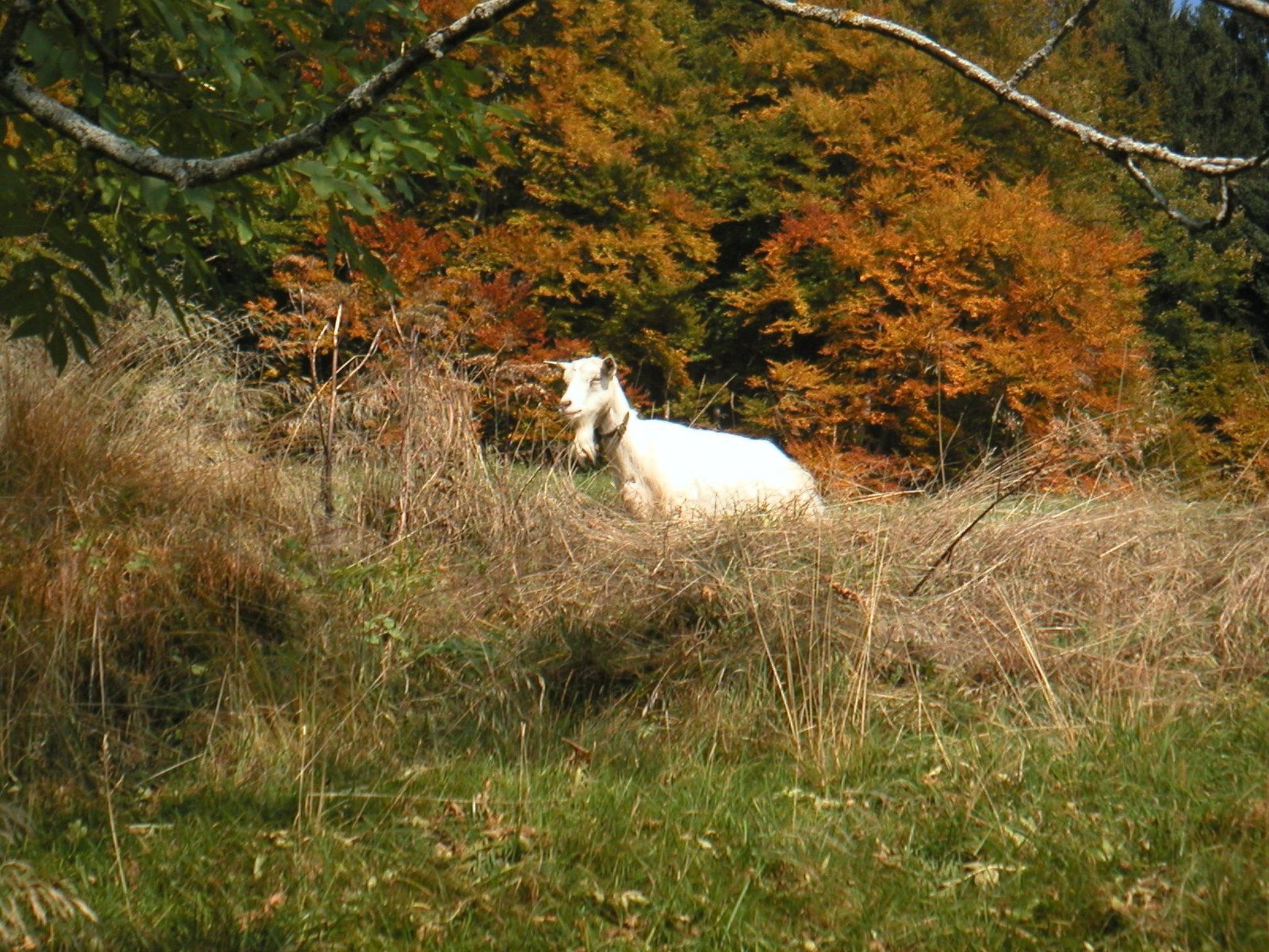 Un cheval blanc dans un champ verdoyant, avec des arbres en arrière-plan.