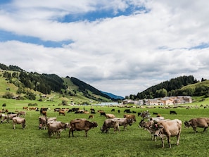 Un paysage rural avec un troupeau de bovins paissant dans un champ, entouré de collines et d’un petit village.