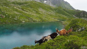 A mountainous landscape with a lake and grazing goats. - Tegia Veglia / Erlebnisalp Glivers, Sumvitg, (Sumvitg), 75002B by Interhome (Cumpadials)