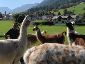 A group of llamas in a grassy field with houses in the background.