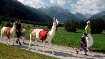 Ein Pfad mit einem Lama und einer Person, die es führt, umgeben von viel Grün und Bergen im Hintergrund.