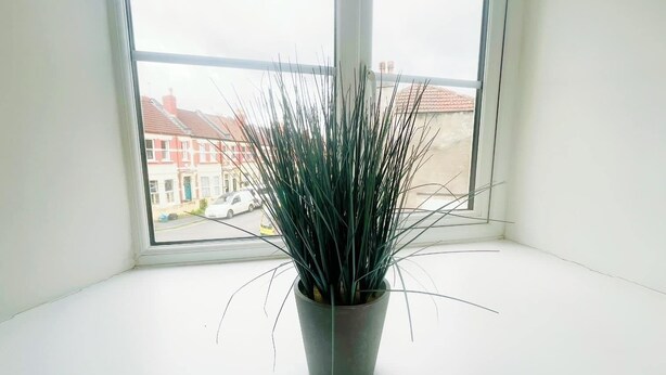 A potted plant on a windowsill with a view of a residential street. - Anstey Heights - Apartment 3 - Hopewell (Easton)