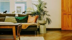 Ein Wohnzimmer mit einer Couch, einem Couchtisch, einer Topfpflanze und einer Holztür.