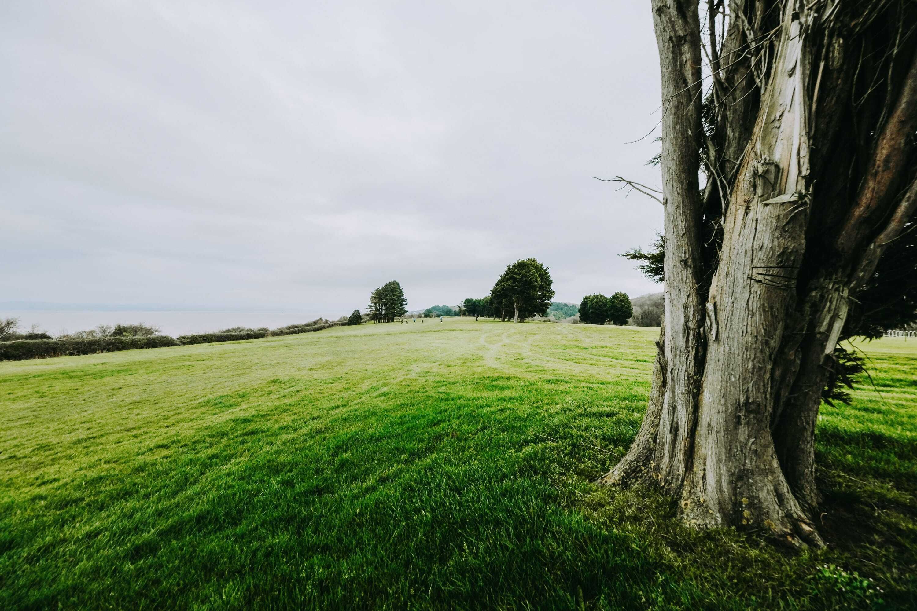 A grassy field with a large tree trunk and a distant tree line.