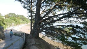 A wooden boardwalk leading to a beach with a large tree in the foreground.
